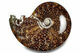Polished Ammonite (Cleoniceras) Fossil - Madagascar #283283-1